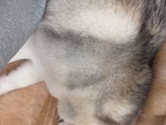 -Let's go狗咖·猫咖·奶狗·桌游(春熙路IFS店)