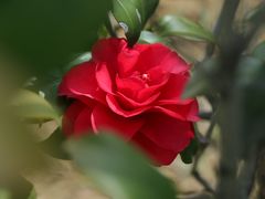 -武汉紫薇都市田园