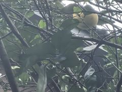 -凤栖山