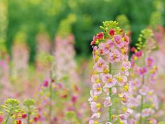 -中国天府农业博览园