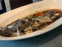 清蒸青斑鱼-宝燕壹号(徐汇店)