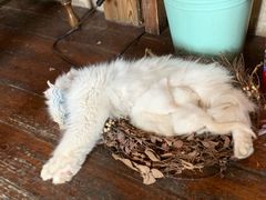 -豌豆小院咖啡馆