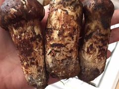 -南渝食府.墨脱石锅松茸鸡