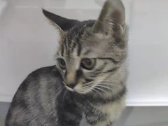 -佳雯宠物医院·皮肤科·内外科(春晓路分院)