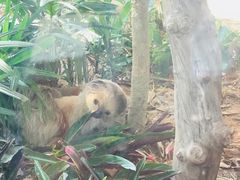 闪电-灵玲国际马戏城
