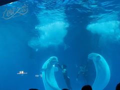 -海合安成都极地海洋公园