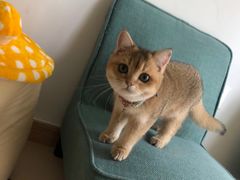 -猫在这儿猫咪咖啡馆·撸猫馆
