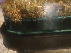 -阿伟海鲜楼·福建菜(延寿店)