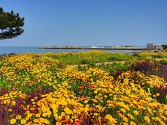 -渡海小渔村.老辈日照菜