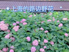 -云锦路(地铁站)