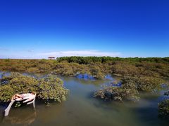 -北海金海湾红树林生态旅游区