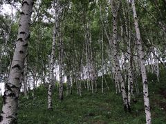 -乌兰布统景区-白桦林