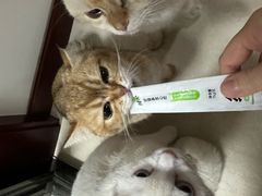 -关爱宠物医院·猫科中心·消化科(滨湖万达分院)