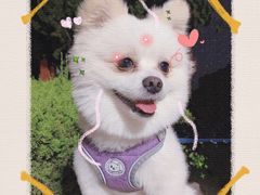 -趣玩宠物乐园寄养训犬训狗游泳池