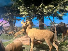 -国家自然博物馆