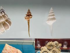 -青岛贝壳博物馆