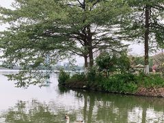 -海珠湖公园