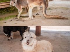 -济南野生动物世界