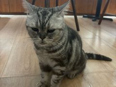 -有猫主题·治愈系猫咖(曾厝垵店)