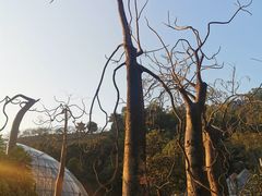 -深圳仙湖植物园