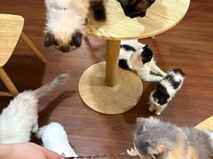 -楼上猫咖(罗湖店)