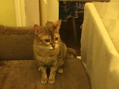-猫色咖啡·猫咖