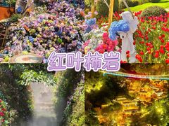 -淄博花灯齐彩城