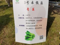 -上海都市菜园