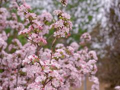 -海棠花溪(元大都城垣遗址公园)