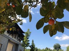 -樱花山风景区