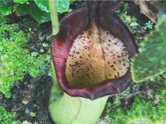 -昆明植物园