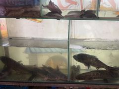 -德优正宗川菜馆