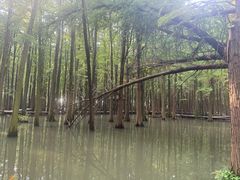 -溱湖国家湿地公园