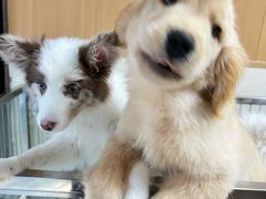 -青石桥花鸟鱼虫市场(叠翠城店)