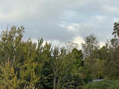 -墨尔本皇家植物园