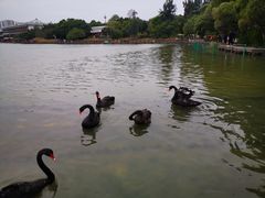 -五缘湾湿地公园