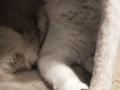 -遇见羊驼·奶狗咖·布偶猫咖·法斗柯基柴犬阿拉斯加(春熙路太古里IFS店)