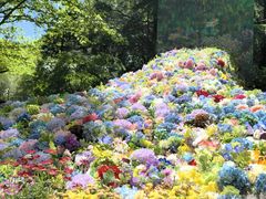 -上海共青森林公园