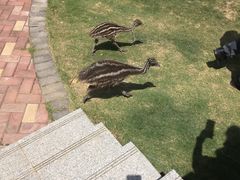 -灵玲国际马戏城