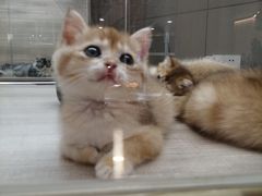-飞行喵MR PILOT|猫舍·猫咖(静安大融城店)