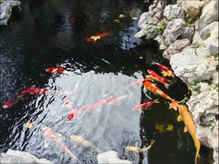-鲤院·新中式美学·庭院餐厅(夫子庙店)