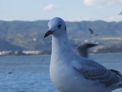 -海埂大坝