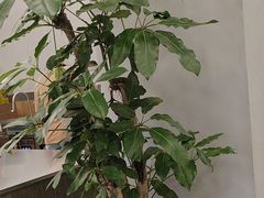 -MT麦如麦立送(梅溪新天地店)