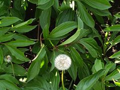 -黑龙江省森林植物园
