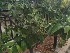 -梨木台悦来客农家院