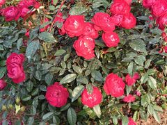 -人民公园(罗湖区)