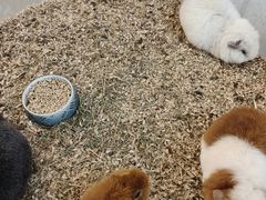 -Honey Bacca 哈尼芭卡高端萌宠(朝阳大悦城店)