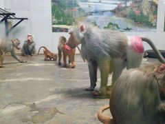 -西安秦岭野生动物园