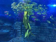 -烟台海昌鲸鲨海洋公园