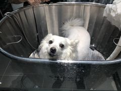 -PETKIT 小佩宠物·德文赛凯猫舍